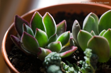 多肉植物 组盆 红宝石 红兔儿