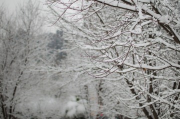 雪景 树枝