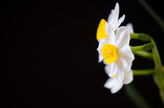 水仙花