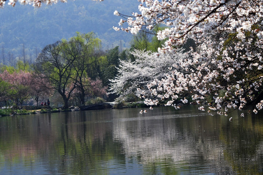 西湖美景