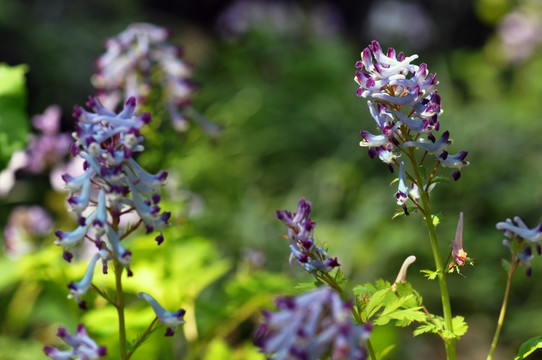 山花