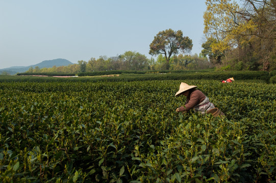 采茶 茶农