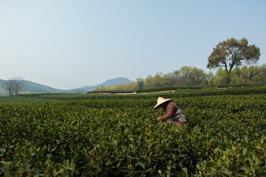 采茶 茶农