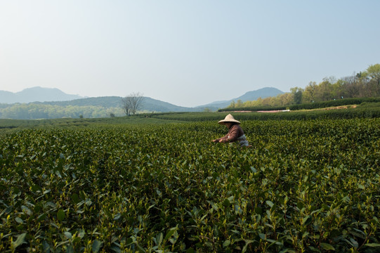 采茶 茶农