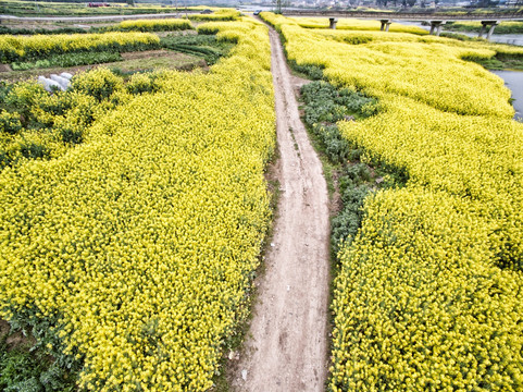 航拍油菜花