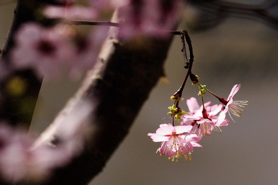 樱花