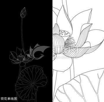 荷花矢量刻繪單線圖