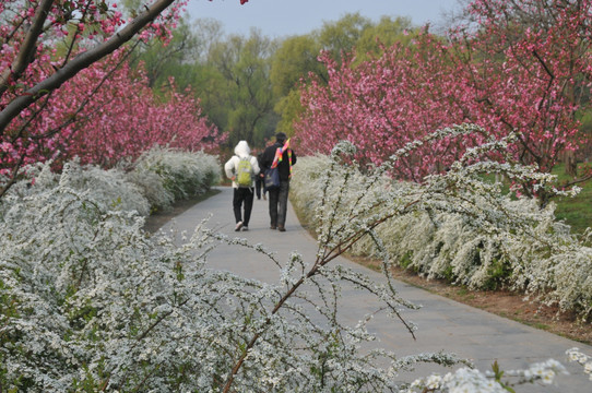 喷雪花绽放如雪花