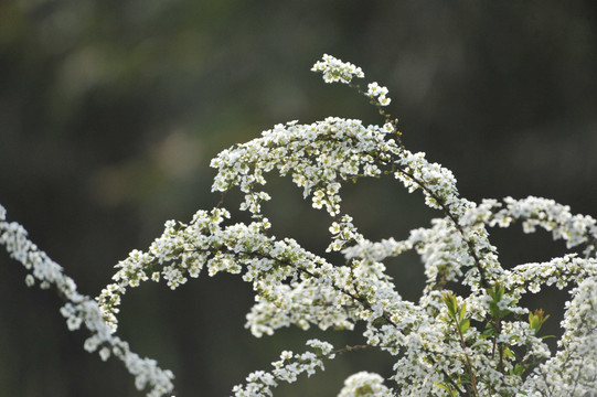 喷雪花绽放如雪花