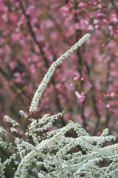 喷雪花绽放如雪花