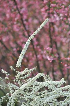 喷雪花绽放如雪花