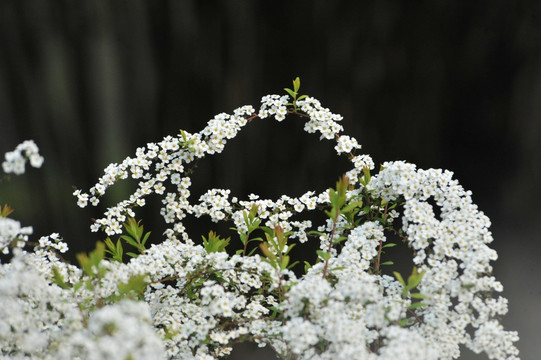 喷雪花绽放如雪花