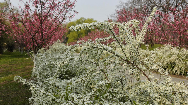 喷雪花绽放如雪花