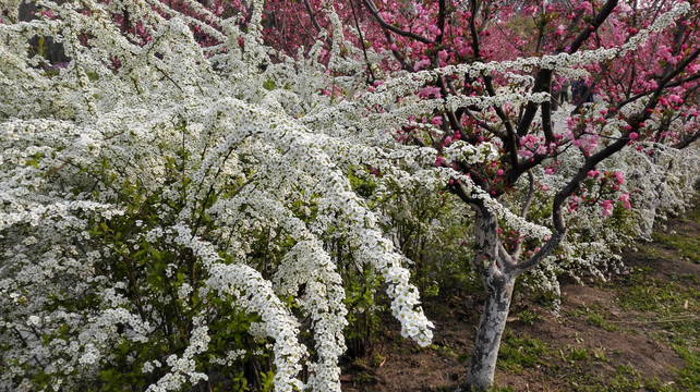 喷雪花绽放如雪花