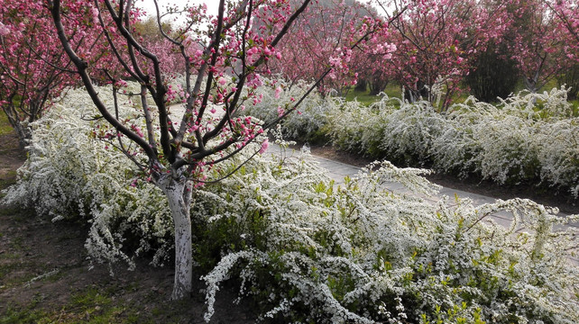 喷雪花绽放如雪花