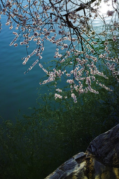 颐和园桃花