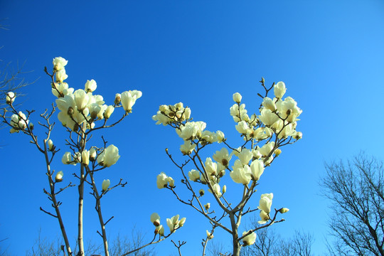 玉兰花