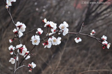 杏花 春暖