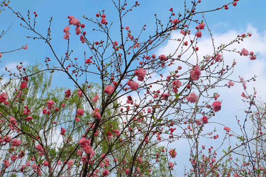 樱花