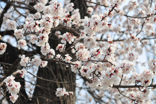 白色花  春天树木  杏花