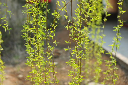 杨柳依依  春暖花开