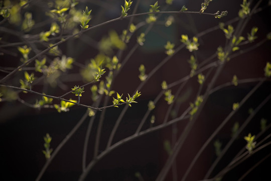 枝芽