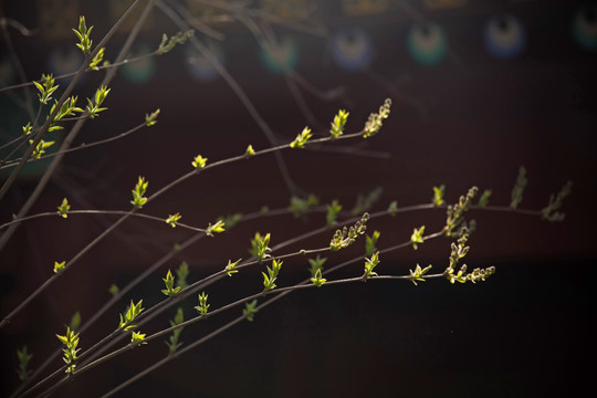 丁香树发芽