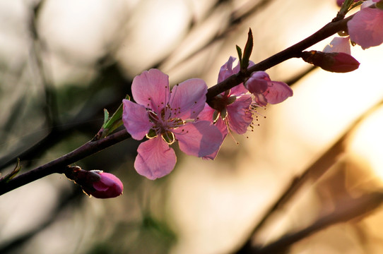 夕阳桃花