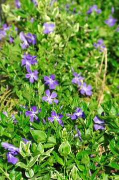 小蔓长春花