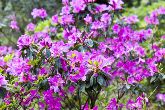 杜鹃花 映山红