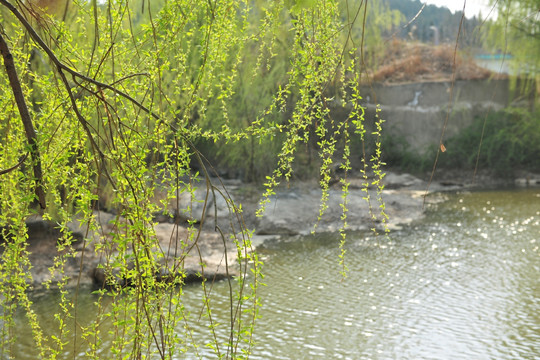 河岸柳树 沿河垂柳