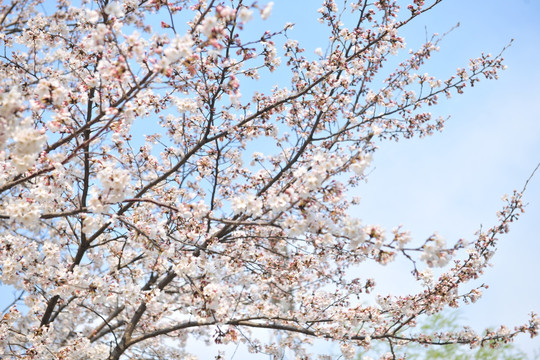 白色花 杏花 杏花盛开