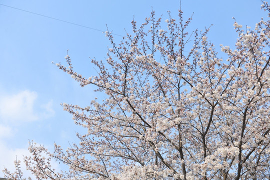 杏花 白色花 蓝天