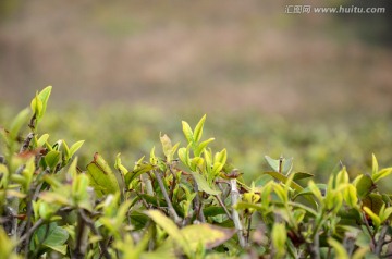 茶树