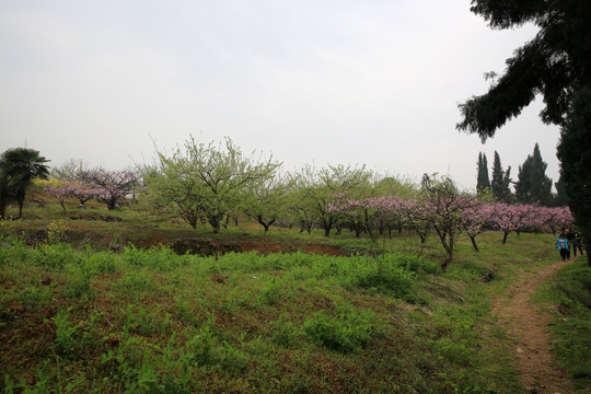 桃花园 春天