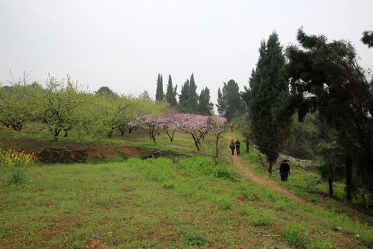 春游 桃花园 春天