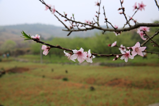 桃花