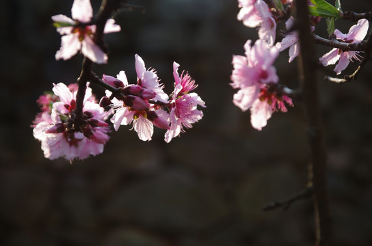 桃花