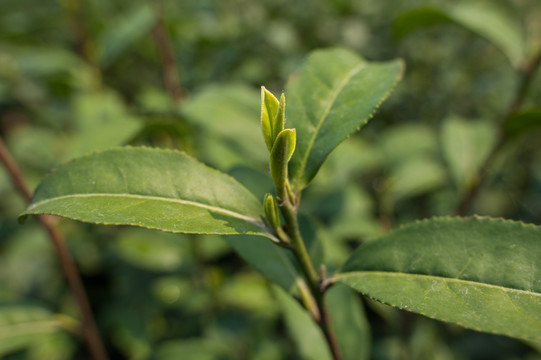 茶叶新芽