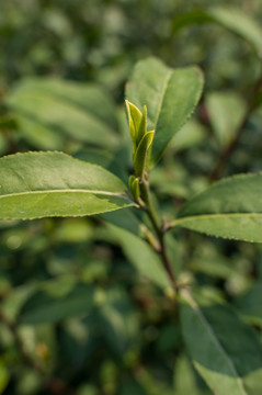 茶叶新芽