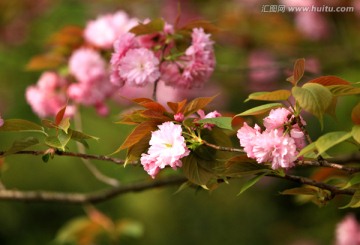 茶花