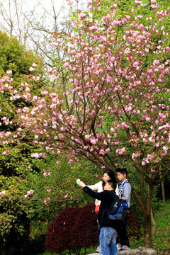 樱花林全家福