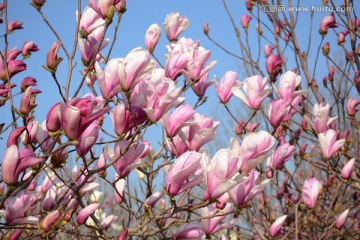 玉兰花开