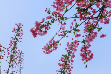 上海人民公园海棠花