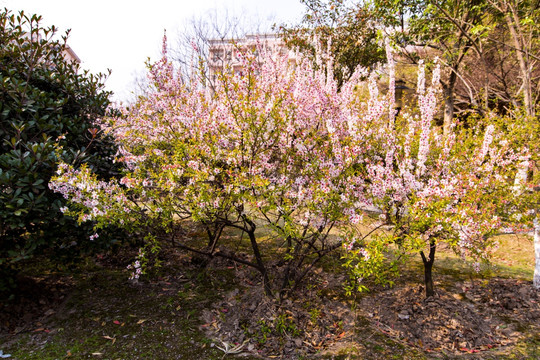 上海大学樱花