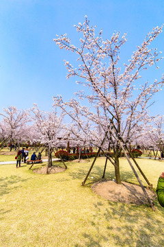 顾村公园樱花节