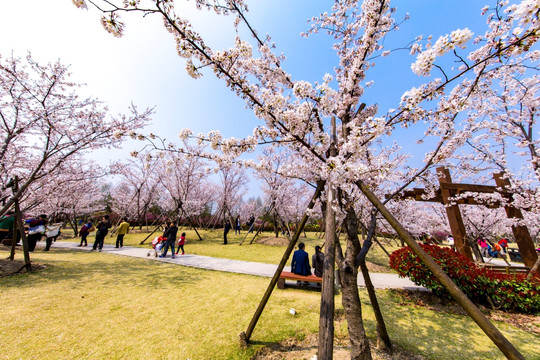 顾村公园樱花节