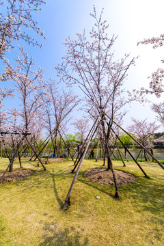 上海樱花节樱树