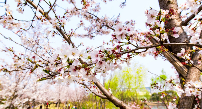 上海樱花节樱树