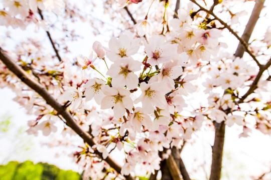 上海樱花节樱树